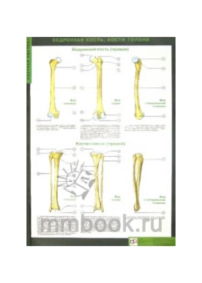 Таблицы по анатомии человека: Костная система. 22 таб (шт.)