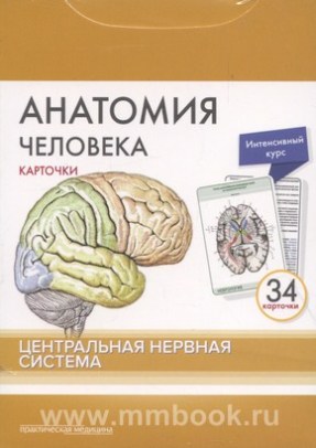 Анатомия человека: карточки. — Центральная нервная система.