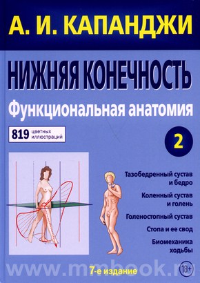 Нижняя конечность : Функциональная анатомия