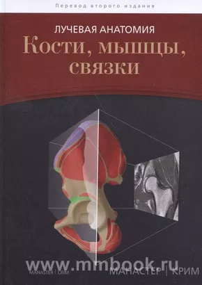 Лучевая анатомия. Кости, мышцы, связки