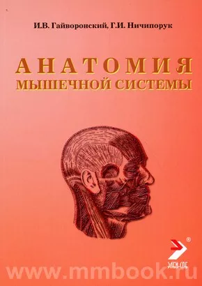 Анатомия мышечной системы