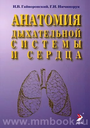 Анатомия дыхательной системы и сердца