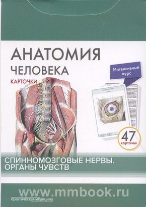 Анатомия человека: карточки. (47 шт). Спинномозговые нервы. Органы чувств