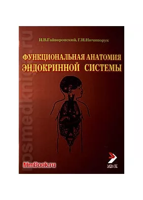 Функциональная анатомия эндокринной системы
