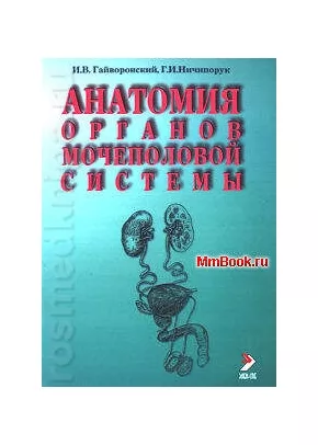 Анатомия органов мочеполовой системы