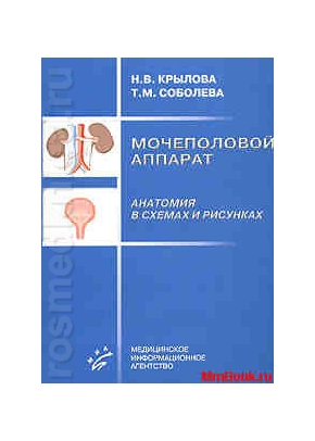 Мочеполовой аппарат: анатомия в рисунках и схемах