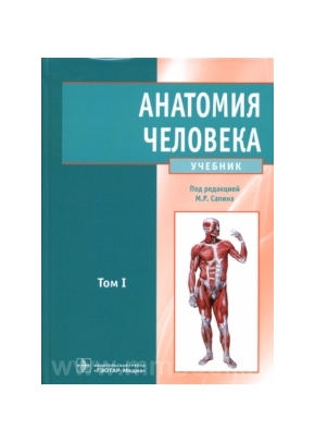 Сальник анатомия человека