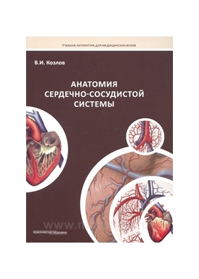 Анатомия сердечно-сосудистой системы
