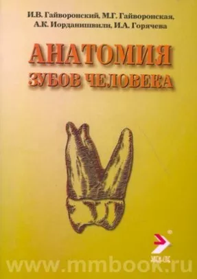 Анатомия зубов человека