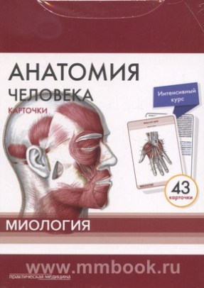 Анатомия человека: КАРТОЧКИ (43шт). Миология. Русские и латинские названия анатомических структур